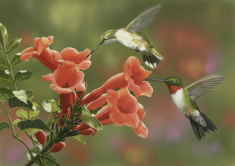 Hummingbird Painting - Hummingbirds And Trumpet Flowers by William Vanderdasson
