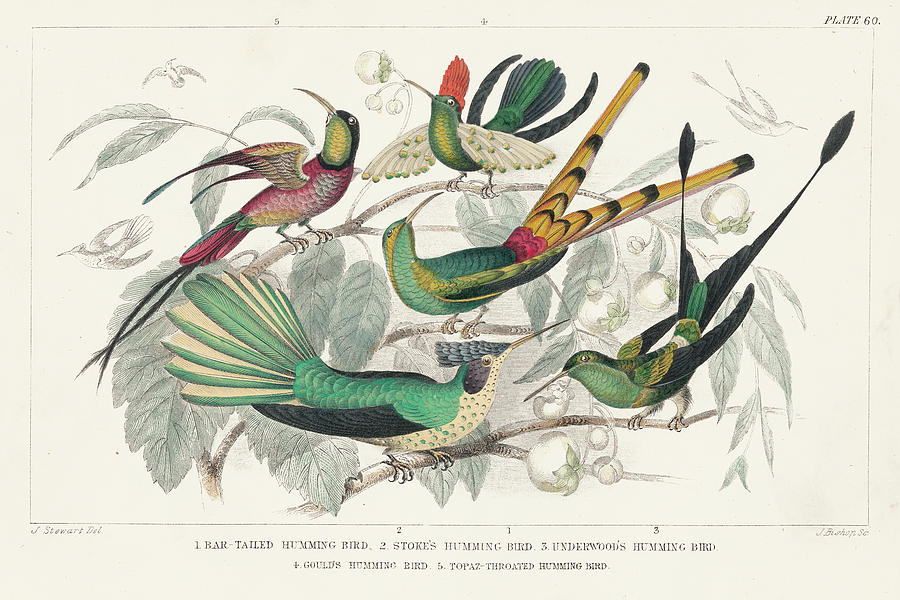 Animal Mixed Media - Hummingbirds Chart by Wild Apple Portfolio