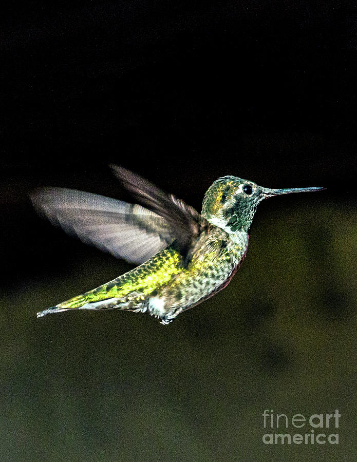 Hummingbirds eat flower nectar, tree sap insects and pollen Photograph by David Zanzinger