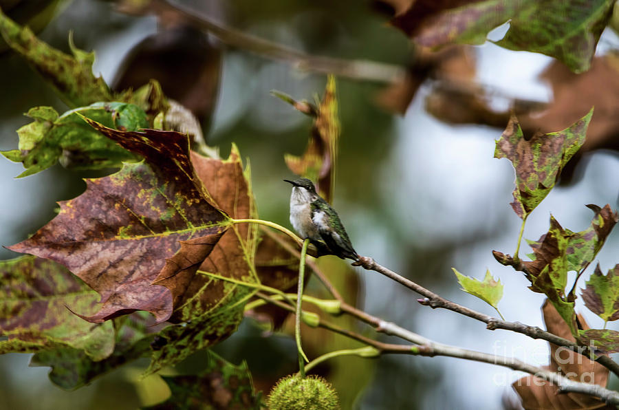 Hummingbirds-enjoying The Start Of Fall Photograph