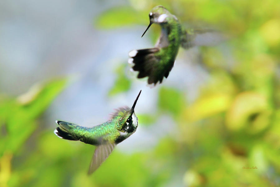 Hummingbirds Ensuing Battle Photograph by Christina Rollo