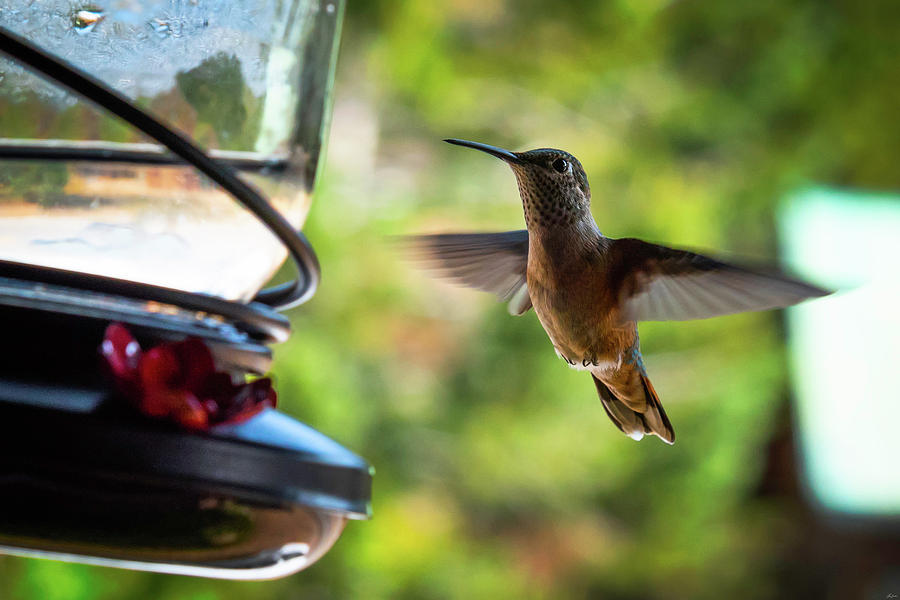 Hummingbirds Feeding Time Photograph by Owen Weber