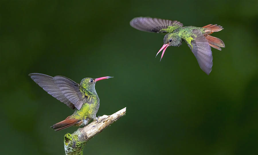 Hummingbirds Photograph by Feng Qin