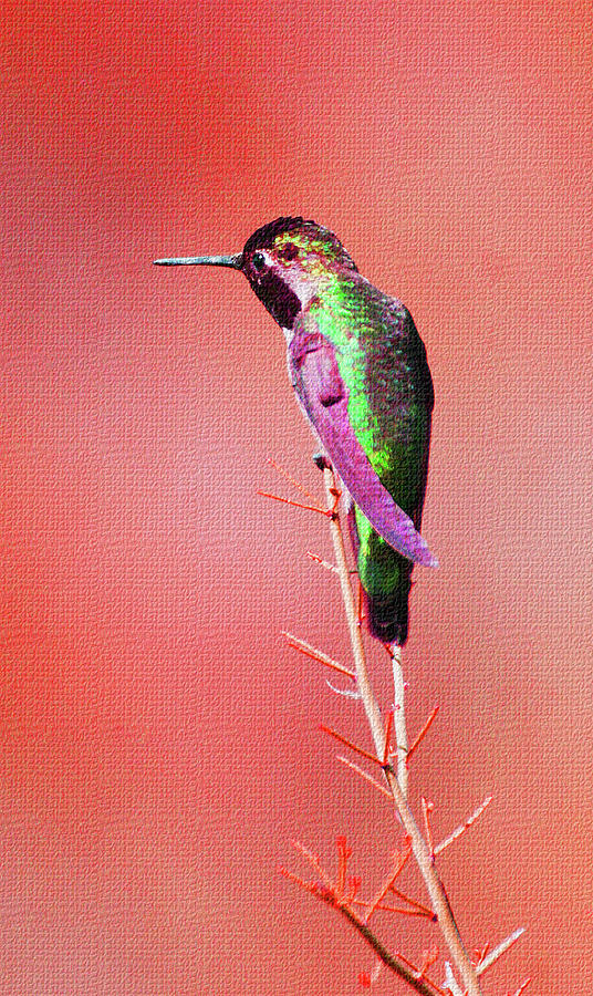 Hummingbirds Green Side Digital Art by Tom Janca