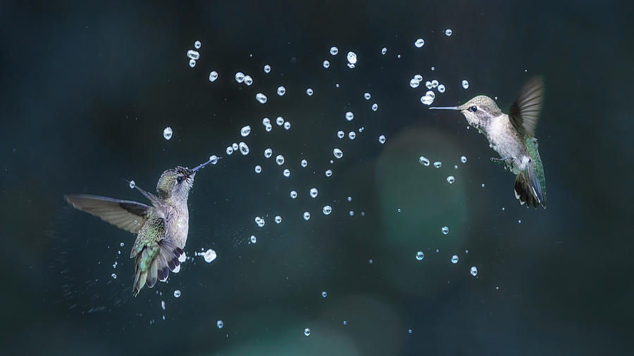 Hummingbirds Play With Water Droplets Photograph by Aidong Ning