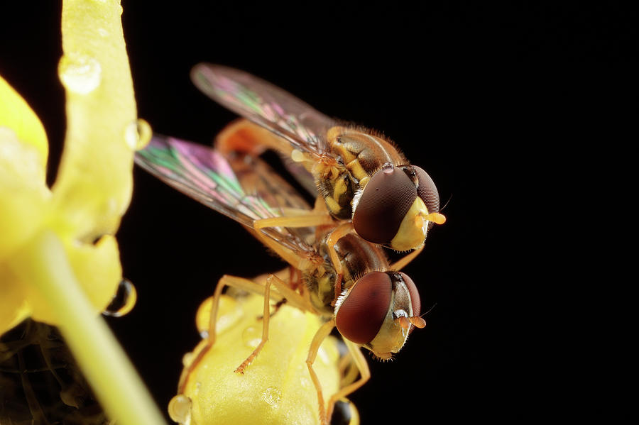 Hump Day Hoverflies Photograph by Brian Hale
