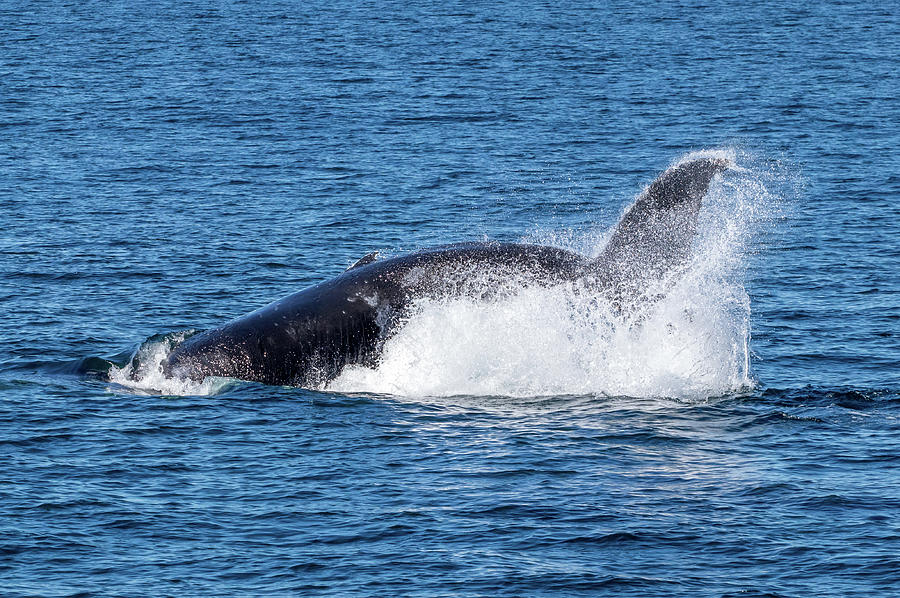 Humpback 1 10/16/18 Photograph by Randy Straka - Fine Art America