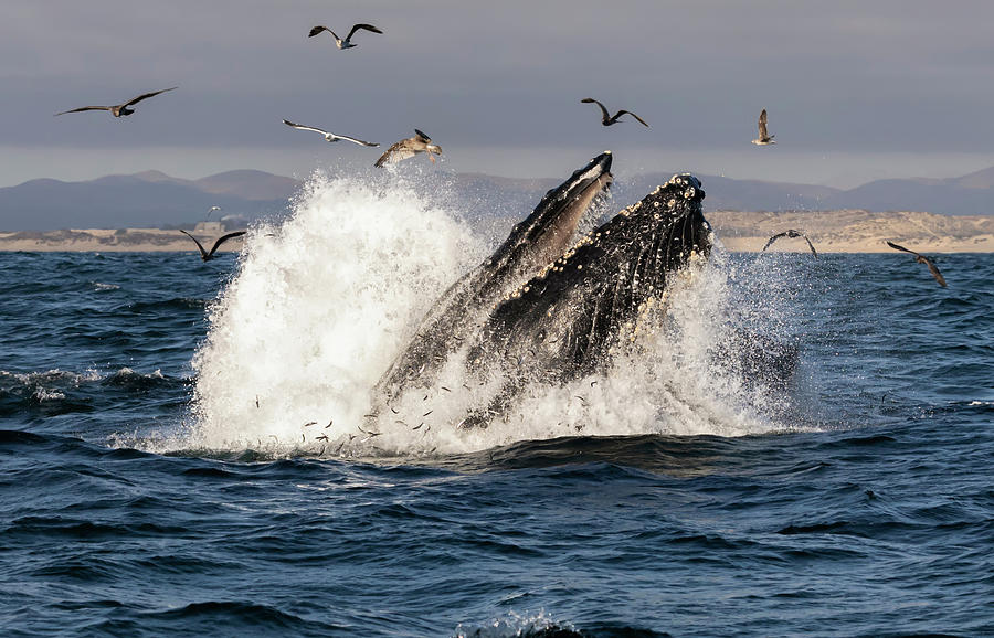 Humpback and Sea Gulls Photograph by Lisa Malecki