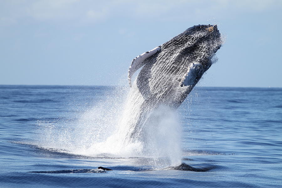 Humpback Breach Photograph by Adwalsh