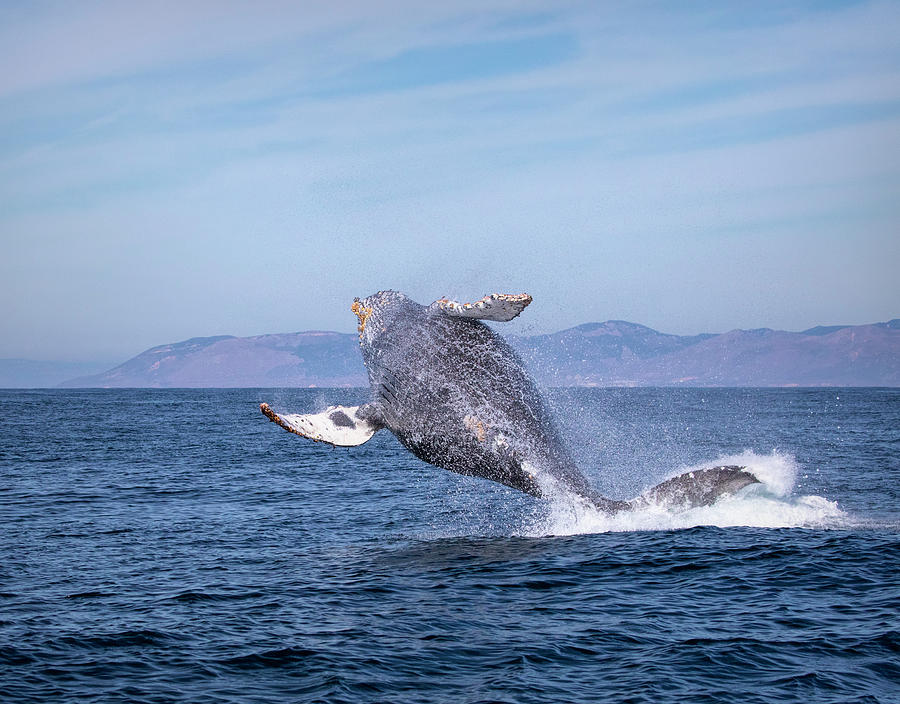 Humpback Breaching - 03 Photograph by Cheryl Strahl