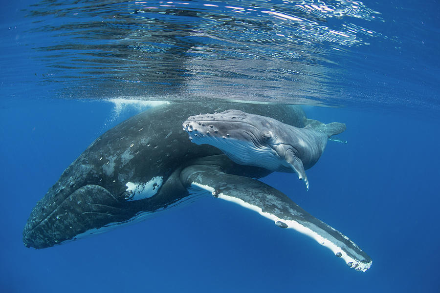 Humpback Mother And Young Calf Photograph by Suzi Eszterhas