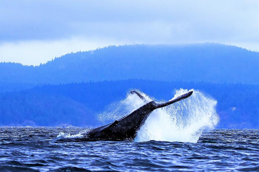 Humpback splashes Photograph by Michelle Pennell