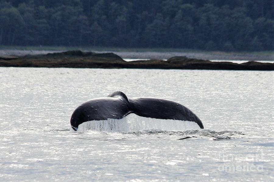 Humpback Tale  Photograph by Diane Lesser