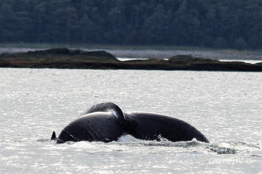 Humpback Wale Tail  Photograph by Diane Lesser
