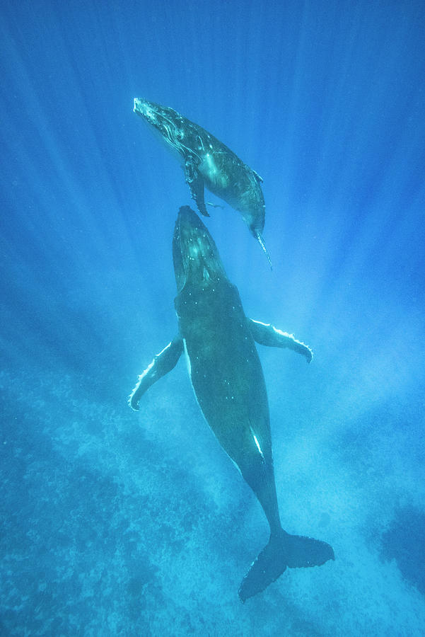 Humpback Whale And Calf In Tonga Photograph by Jeff Foott