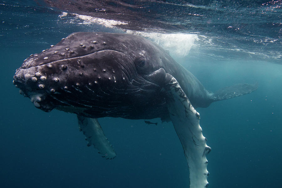 Humpback Whale And Calf In Tonga Photograph by Sebastian Kennerknecht