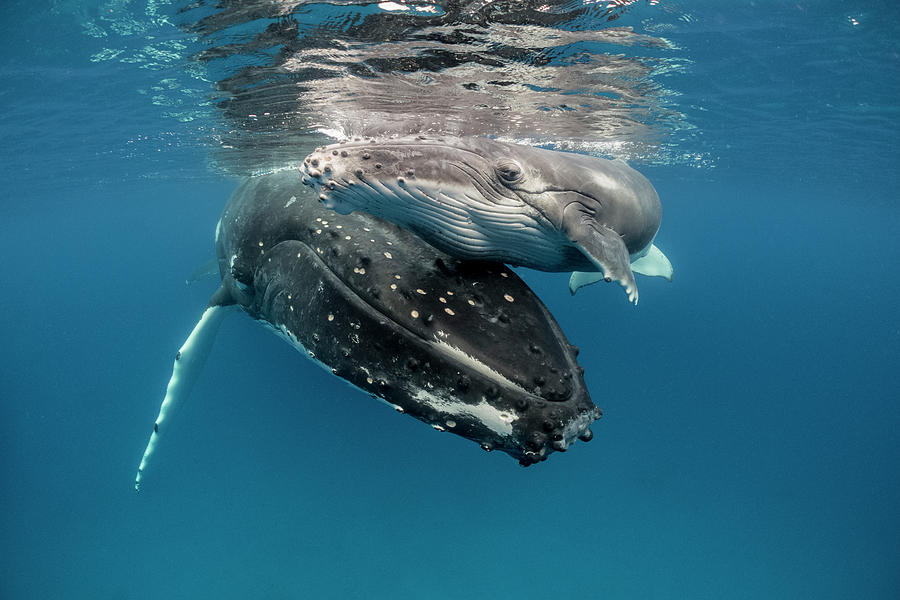 Humpback Whale And Calf, Tonga Photograph by Tui De Roy