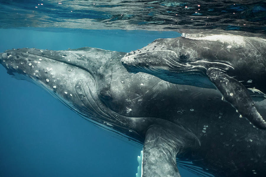 Humpback Whale And Calf Up Close Photograph by Tui De Roy