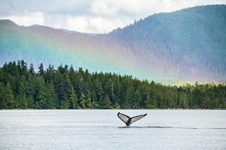 Humpback Whale And Rainbow Over The Great Bear Rainforest Photograph by Nick Hawkins / Naturepl.com Humpback Whale And Rainbow Over The Great Bear Rainforest Photograph by Nick Hawkins / Naturepl.com