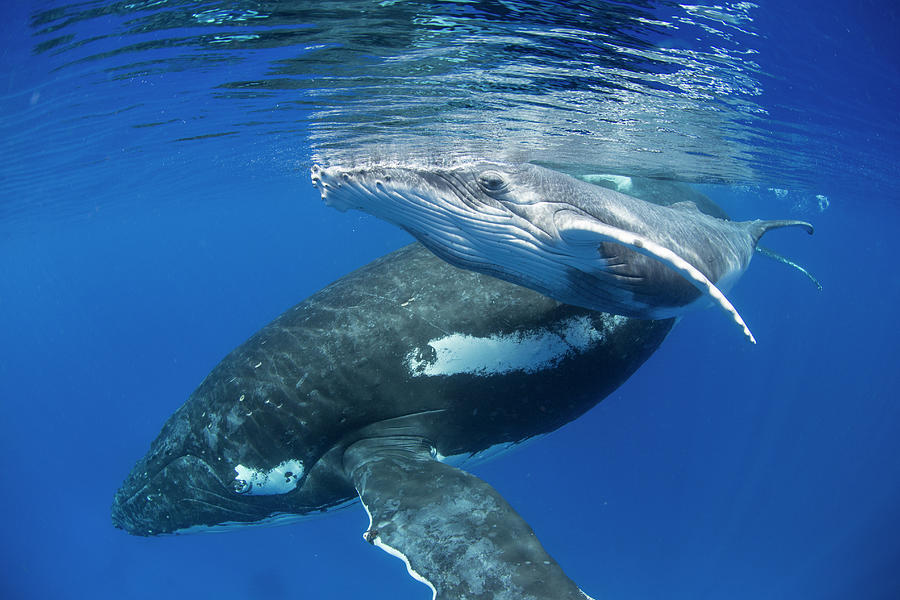 Humpback Whale And Young Calf Photograph by Suzi Eszterhas