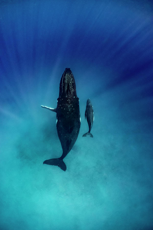 Humpback Whale And Young Calf, Tonga Photograph by Tui De Roy