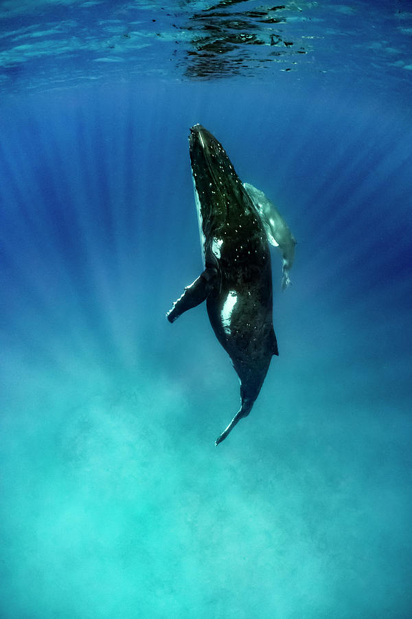 Humpback Whale And Young Calf Photograph by Tui De Roy