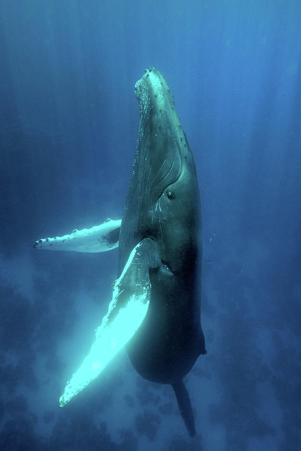 Humpback Whale Ascending Photograph by Scott Sansenbach - Sansenbach Marine Photo