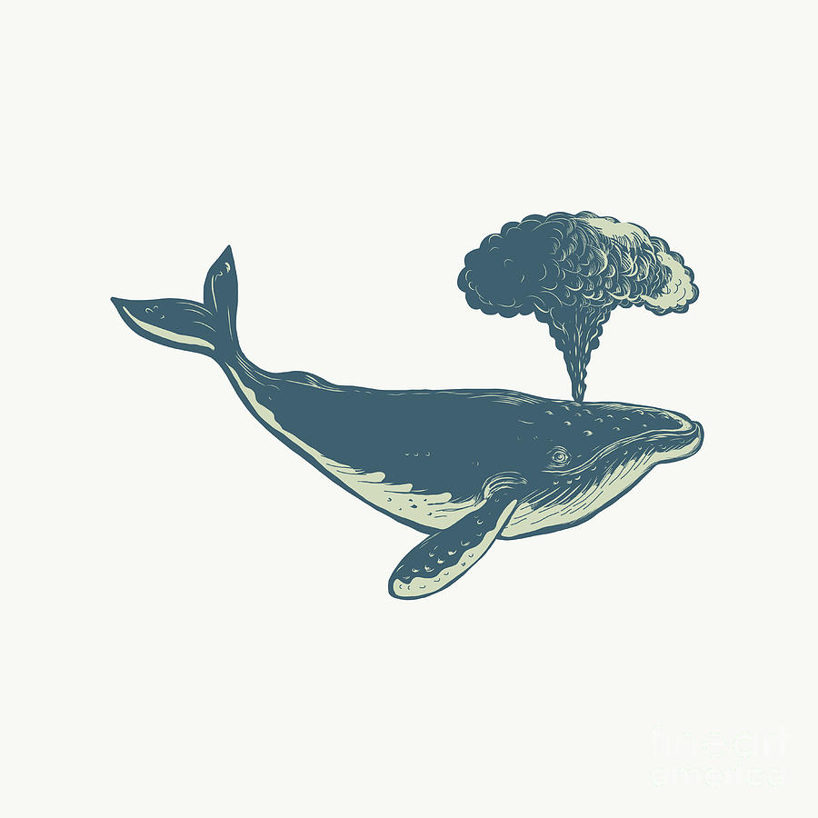Whale Digital Art - Humpback Whale Blowing Water Scratchboard by Aloysius Patrimonio