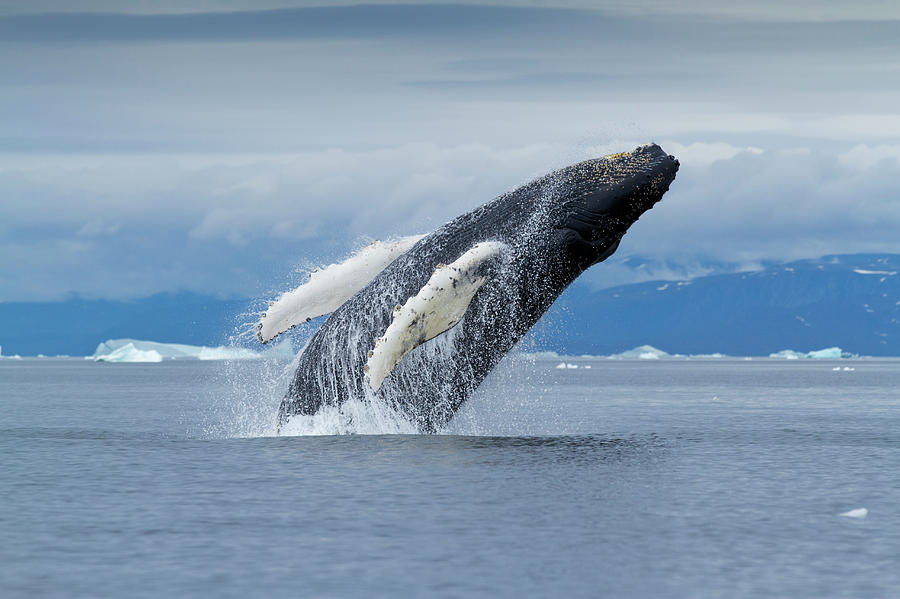 Humpback Whale Breach, Disko Bay Photograph by Paul Souders