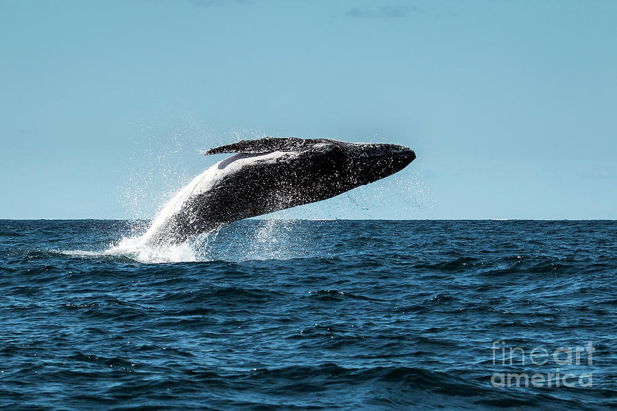 Humpback Whale Breaching 2 Photograph by Claudio Maioli
