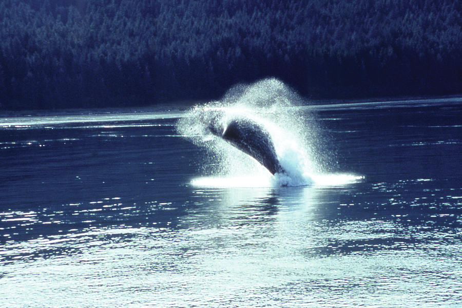 Humpback whale breaching Painting by Cmdr. John Bortniak - Fine Art America