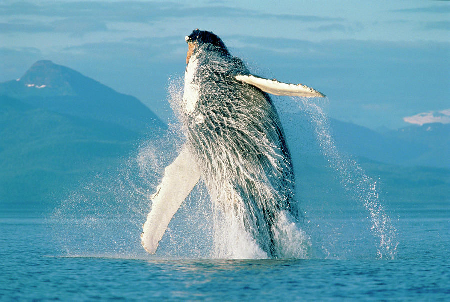 Humpback Whale Breaching In Alaska Photograph by Stuart Westmorland ...