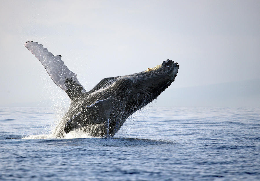 Humpback Whale Breaching Photograph by M Sweet