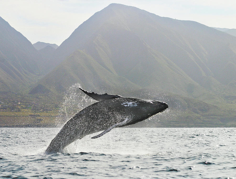 Humpback Whale Breaching Photograph by M Swiet Productions