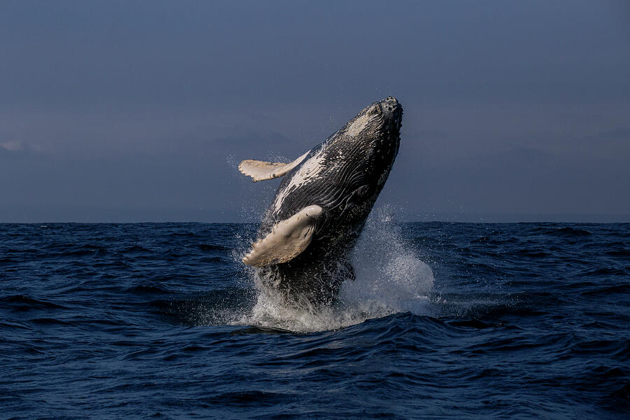 Humpback Whale Breaching, Puerto Lopez, Manabi, Ecuador Photograph by ...