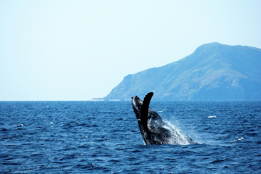 Humpback Whale Breaching Photograph by Yusuke Okada/a.collectionrf
