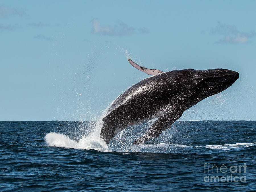 Humpback Whale Breaching 1 Photograph by Claudio Maioli