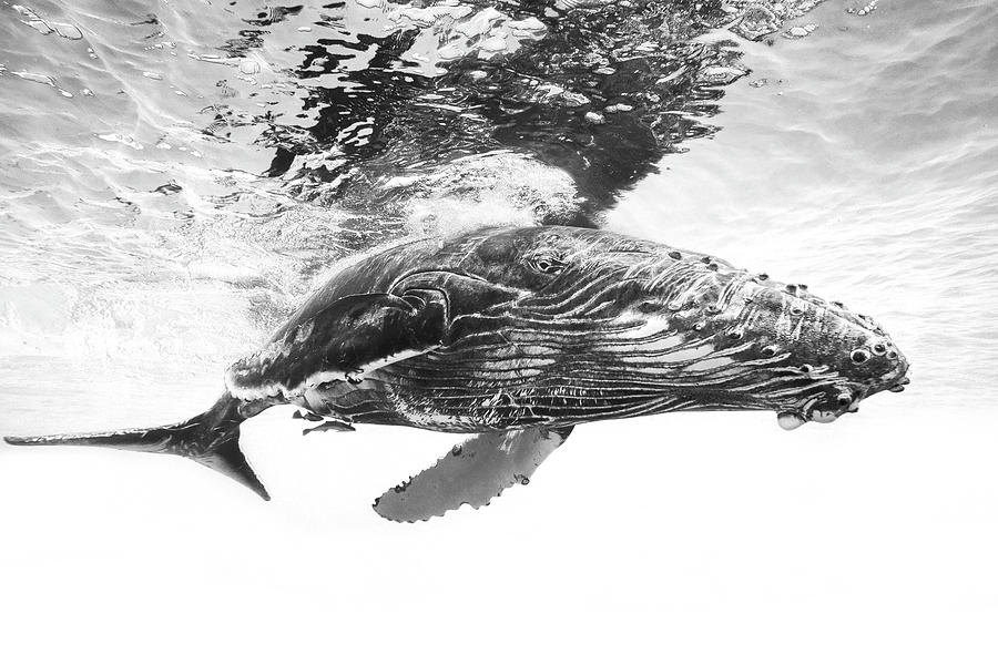Wildlife Photograph - Humpback Whale Calf by Barathieu Gabriel