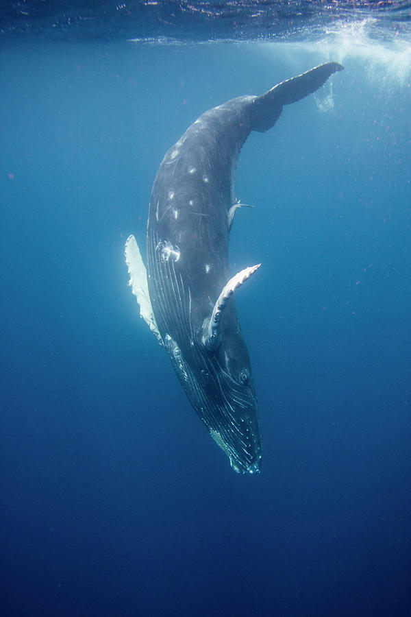 Humpback Whale Calf Diving Photograph by Sebastian Kennerknecht