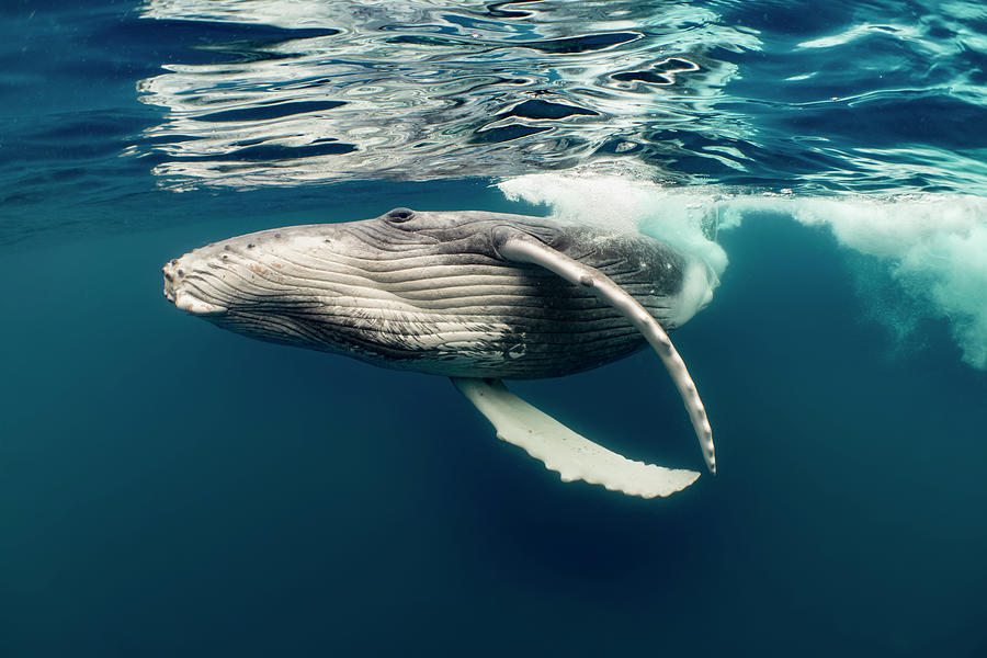 Humpback Whale Calf Near Surface Photograph by Tui De Roy