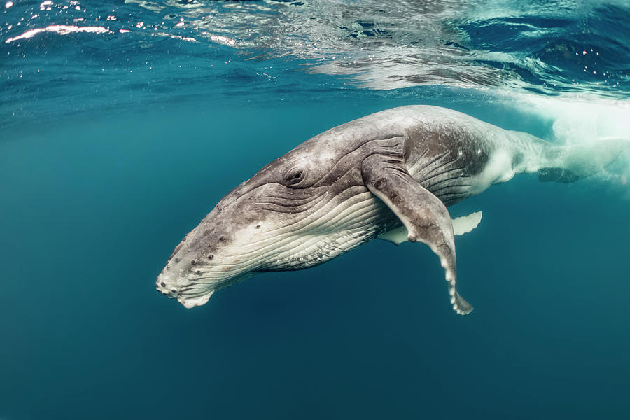 Humpback Whale Calf, Tonga Photograph by Tui De Roy