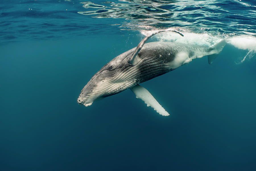 Humpback Whale Calf Photograph by Tui De Roy - Fine Art America