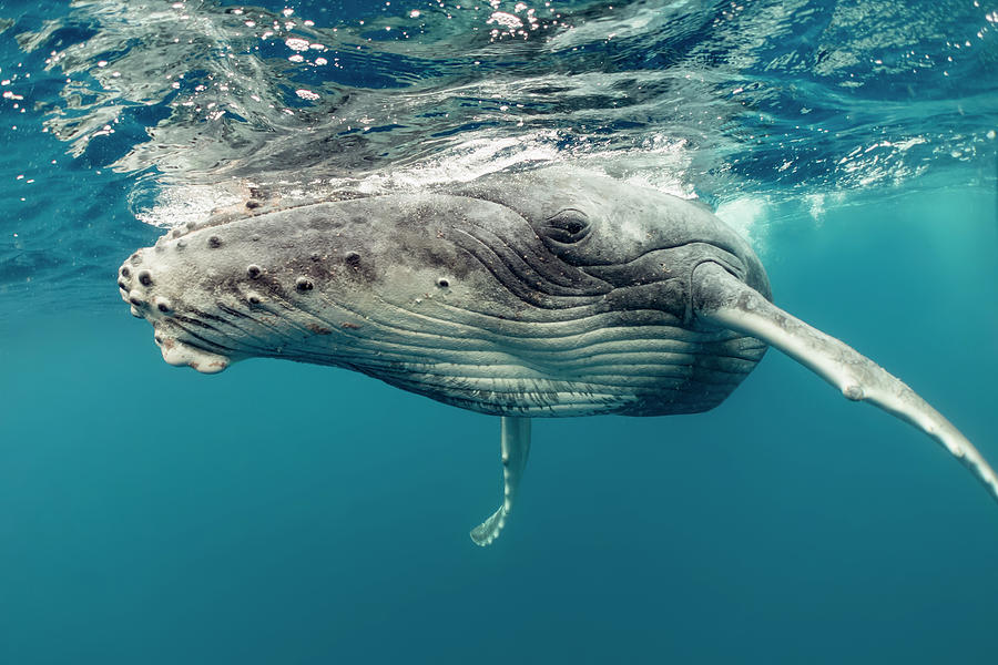 Humpback Whale Calf Up Close Photograph by Tui De Roy