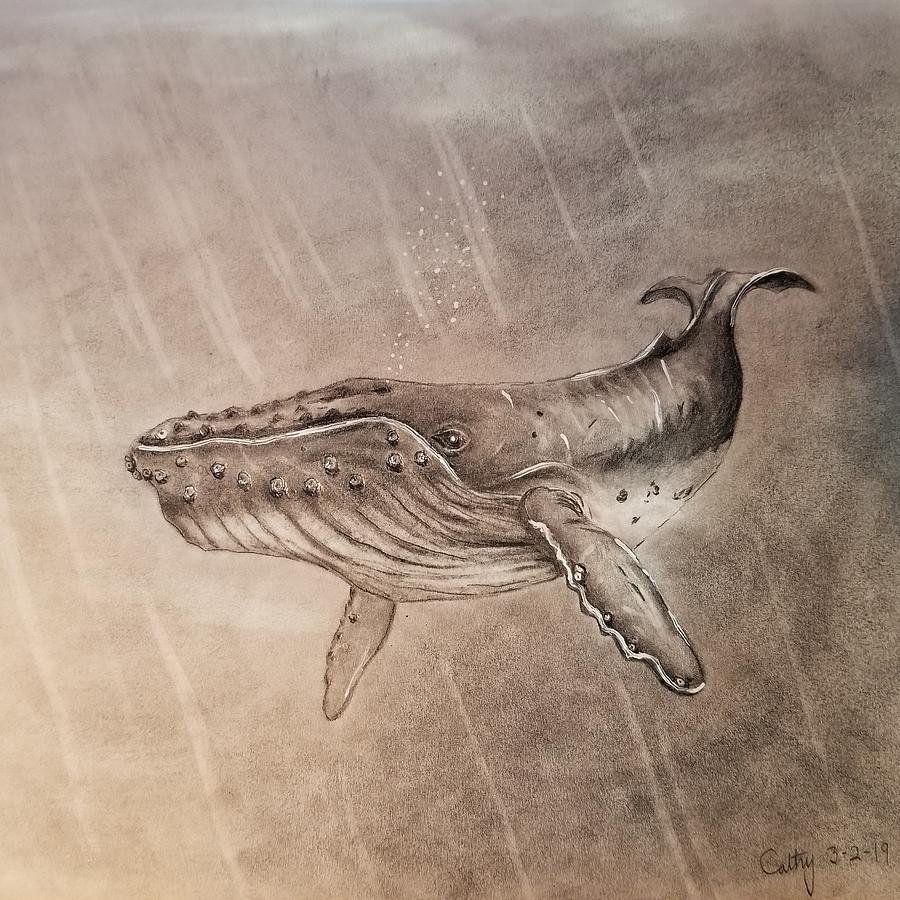 Humpback Whale Drawing by Cathy Johnson Fine Art America