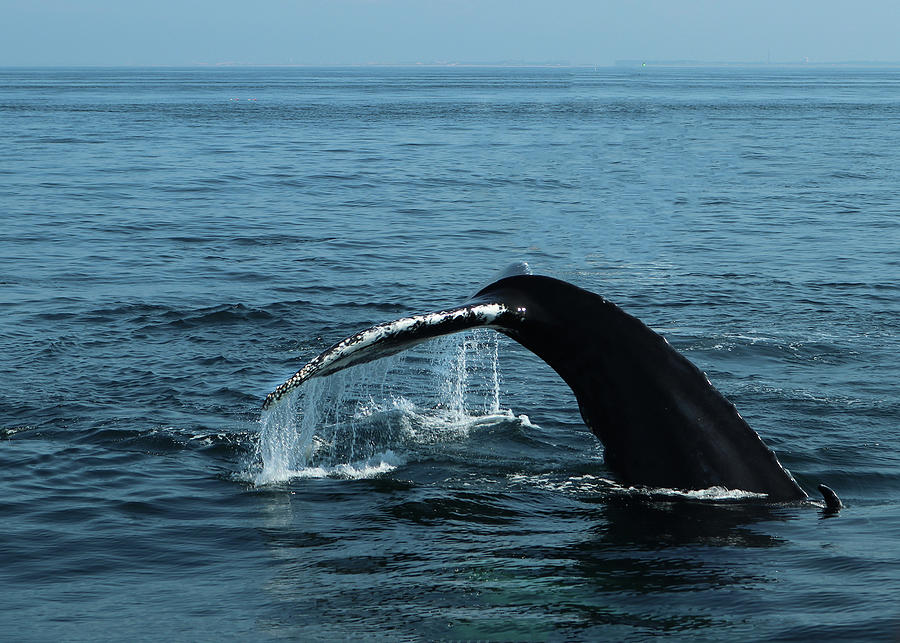 Humpback Whale Photograph
