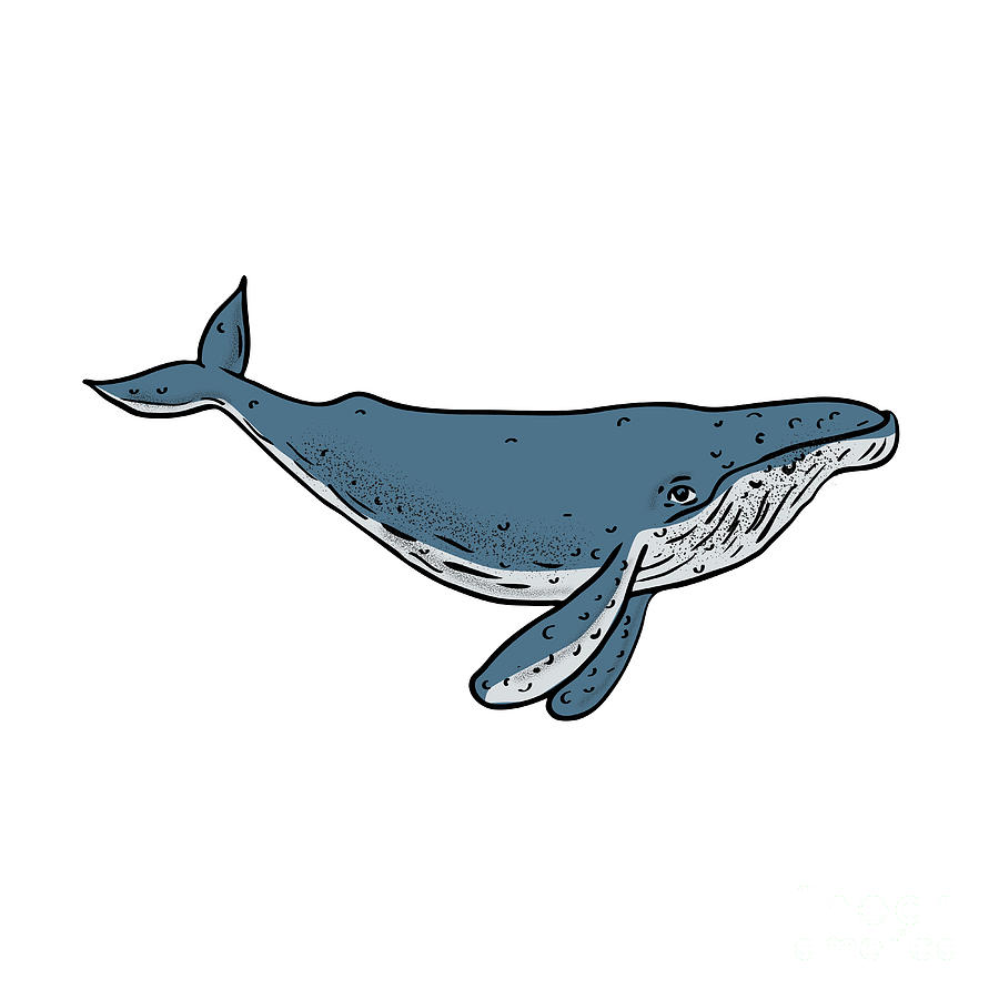 Humpback Whale Color Drawing Digital Art by Aloysius Patrimonio Fine