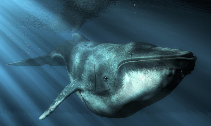 Humpback Whale Digital Art by Daniel Eskridge