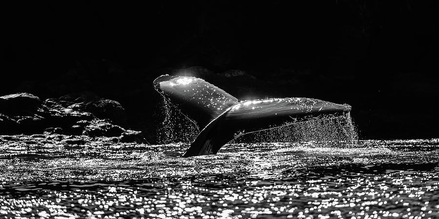 Humpback whale dive in black and white Photograph by Murray Rudd