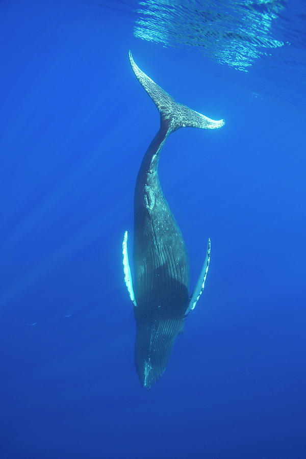 Humpback Whale Diving Into The Depths, Hawaii Photograph by David ...