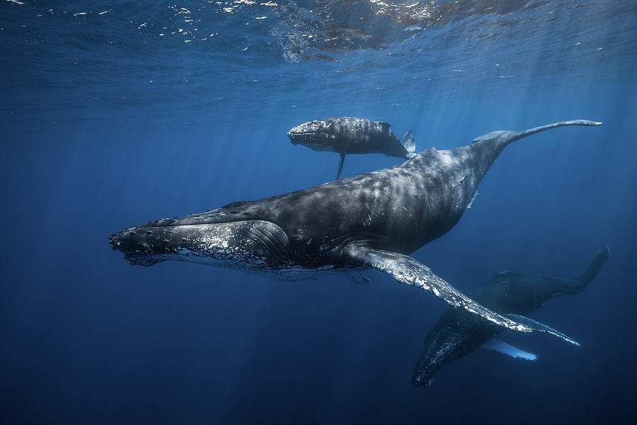 Whale Photograph - Humpback Whale Familys by Barathieu Gabriel